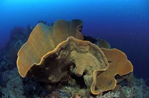 Images Dated 31st March 2006: Sponge Sulawesi, Indonesia