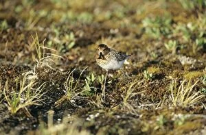 SPOON-BILLED SANDPIPER - on the ground