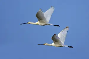 Spoonbills Prints: Spoonbill - 2 birds in flght, Alentejo, Portugal