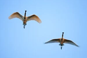 Spoonbill - 2 birds in flight, at sunset