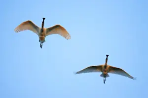Spoonbills Prints: Spoonbill - 2 birds in flight, at sunset, Texel, Holland