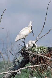 Images Dated 3rd June 2010: Spoonbill