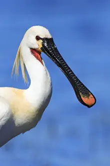 Spoonbills Prints: Spoonbill - adult in breeding plumage, Texel, Holland