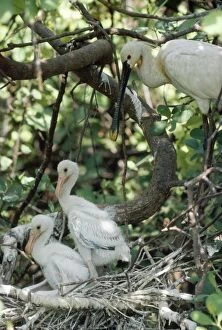 Images Dated 3rd June 2010: Spoonbill - adult & chicks - Sri Lanka