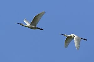 Spoonbill - two birds in flight
