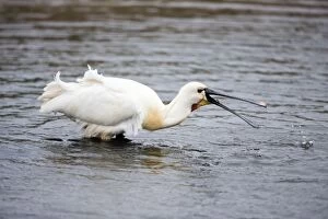 Spoonbill - catching food Island of Texel, Holland