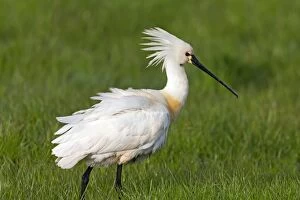 Images Dated 13th May 2013: Spoonbill - with crest raised Island of Texel, Holland