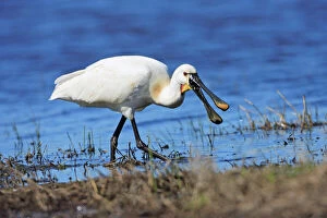 Beak Open Collection: Spoonbill - feeding in lagoon, Texel, Holland