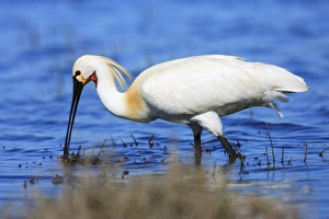 Images Dated 2nd April 2008: Spoonbill - feeding in lagoon, Texel, Holland