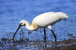 Images Dated 2nd April 2008: Spoonbill - feeding in lagoon, Texel, Holland
