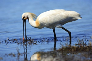 Images Dated 2nd April 2008: Spoonbill - feeding in lagoon, Texel, Holland
