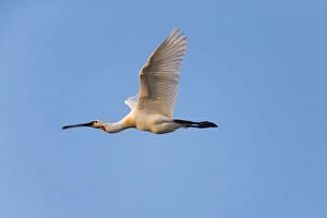 Images Dated 11th February 2019: Spoonbill - in flight, Island of Texel, The Netherlands Date: 11-Feb-19