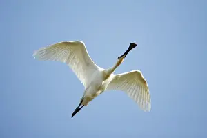 Spoonbill Prints: Spoonbill - in flight, Island of Texel, Holland
