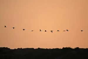 Spoonbill - flock in flight formation over sand dunes, at dusk