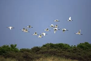 Spoonbill - flock in flight over sand dunes