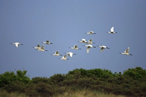 Images Dated 22nd May 2008: Spoonbill - flock in flight over sand dunes