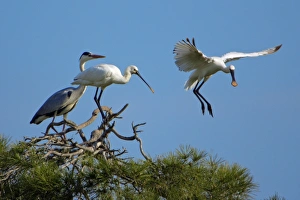 Spoonbill and Grey Heron - (Ardea Cinerea), birds at roosting tree Spoonbill and Grey Heron - (Ardea Cinerea), birds at roosting tree