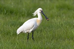 Images Dated 13th May 2013: Spoonbill Island of Texel, Holland, Europe (Platalea)