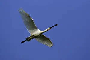 Spoonbills Prints: Spoonbill - Mature bird In flight Isle of Texel, Holland