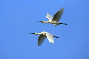 Spoonbill - pair in flight, Texel, Holland