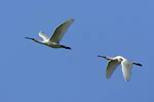 Spoonbills Prints: Spoonbill-two birds in flight, Isle of Texel, Holland