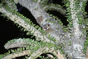 Sportive Prints: Sportive Lemur - in Didierea Tree - at night