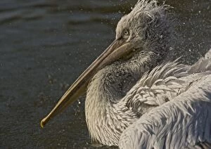 Images Dated 11th October 2005: Spot-billed / Dalmatian Pelican. Rare south-east european species. Bathing and preening