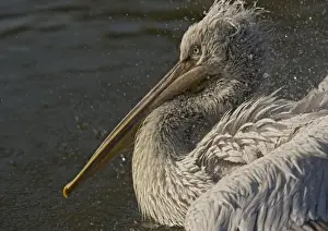 Spot-billed / Dalmatian Pelican. Rare south-east european species. Bathing and preening