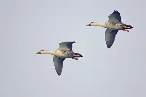 Spot Billed Prints: Spot-Billed Duck - in flight - Keoladeo Ghana National Park - Bharatpur - Rajasthan - India BI017749