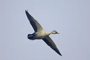 Spot-Billed Duck - in flight - Keoladeo Ghana National Park - Bharatpur Rajasthan - India BI017765