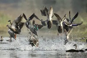 Spot Billed Prints: Spot-Billed Duck - flock taking off in panic - Keoladeo Ghana National Park - Bharatpur - Rajasthan - India BI017774
