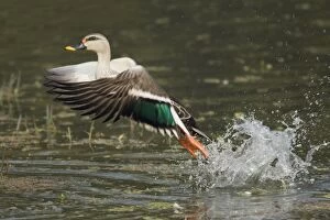 Spot-Billed Duck - taking off from water