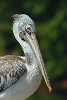Spot Billed Prints: Spot-billed Pelican - Close-up - Southern Asia to the Philippines JPF07359