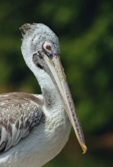 Spot-billed pelican (Pelecanus philippensis) close-up
