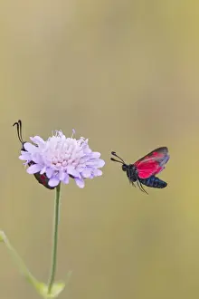 Six Spot Prints: Six Spot Burnet - in flight - Bedfordshire UK 12176