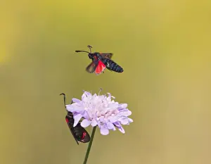 Six Spot Prints: Six Spot Burnet - in flight over flower - Bedfordshire UK 12177