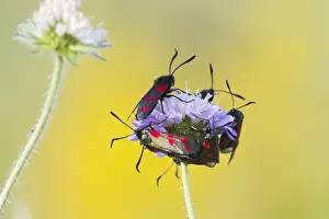 Six Spot Prints: Six Spot Burnet - group on flower head - Bedfordshire UK 12121