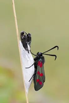 Fresh Prints: Six Spot Burnet Moth - Chrysalis - UK