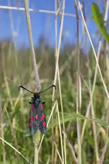 Antennae Prints: Five Spot Burnet Moth - Cornwall - UK