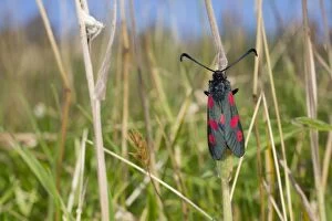 Butterflies & Insects Collection: Five Spot Burnet Moth - Cornwall - UK