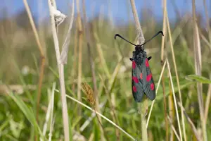Grasses Prints: Five Spot Burnet Moth - Cornwall - UK