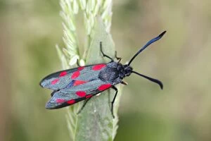 Butterflies And Moths Gallery: Six Spot Burnet Moth - on Yorkshire Fog grass