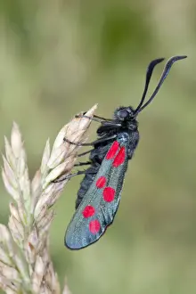 Grasses Prints: Six Spot Burnet Moth - on Yorkshire Fog grass - UK