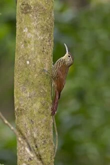 Affinis Gallery: Spot-crowned Woodcreeper