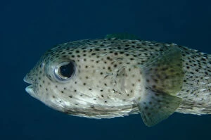 Amed Gallery: Spot-fin Porcupinefish - Jemeluk Bay Gallery