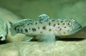 Goby Prints: Two Spot Goby PM 8543 Marine, UK Chaparrudo © P. Morris / ARDEA LONDON