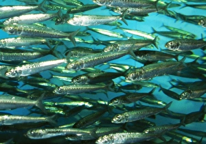 Images Dated 19th October 2004: Spot Lined Sardine Japan