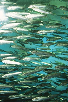 Images Dated 19th October 2004: Spot Lined Sardine Japan