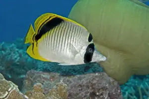 Butterflyfish Prints: Spot-nape Butterflyfish - often seen in pairs these lively fish inhabit coral rich lagoons - Papua New Guinea