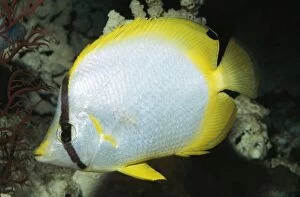 Images Dated 11th February 2005: Spotfin Butterfly Fish Bermuda to Brazil